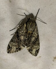 Psilogramma casuarinae