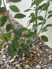 Magnoliopsida