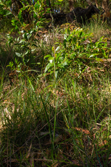 Thelymitra circumsepta