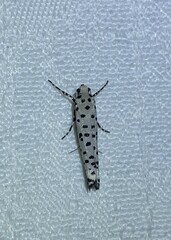 Yponomeuta internellus