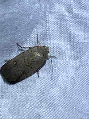 Proteuxoa hypochalchis