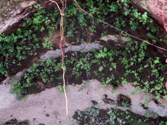 Adiantum