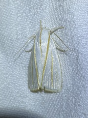 Cryptophasa flavolineata