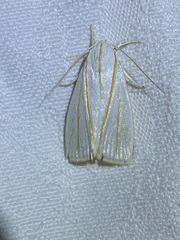 Cryptophasa flavolineata