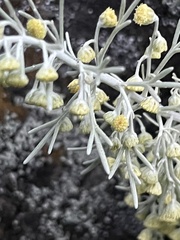 Artemisia mauiensis