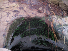 Adiantum