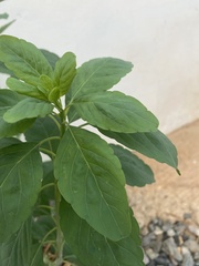 Magnoliopsida