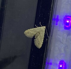 Araeopteron canescens