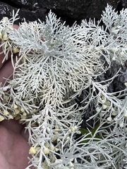 Artemisia mauiensis