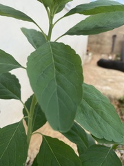 Magnoliopsida