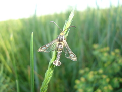 Chamaesphecia astatiformis