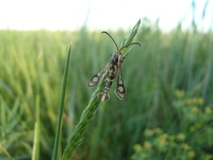 Chamaesphecia astatiformis