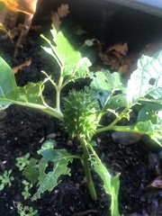 Datura stramonium