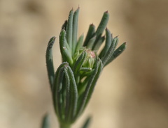 Galium glaucum