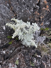 Artemisia mauiensis
