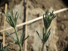 Galium glaucum