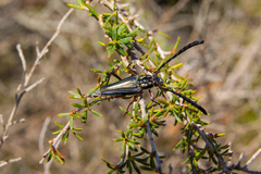 Distichocera maculicollis