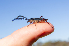 Distichocera maculicollis