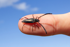 Distichocera maculicollis