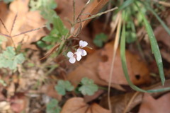 Diplotaxis erucoides