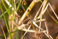 Lerodea eufala eufala