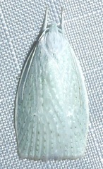 Nymphostola galactina