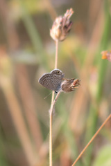 Hemiargus ceraunus astenidas