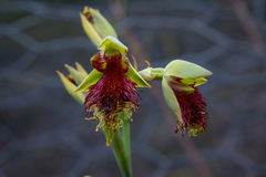 Calochilus pulchellus