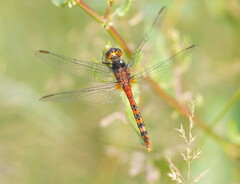 Diplacodes melanopsis