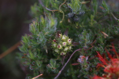 Melaleuca macrostemon