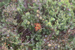 Melaleuca macrostemon