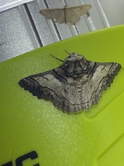 Hypobapta diffundens