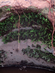 Adiantum