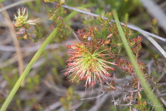 Melaleuca macrostemon