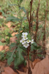 Diplotaxis erucoides