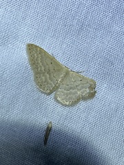 Idaea philocosma