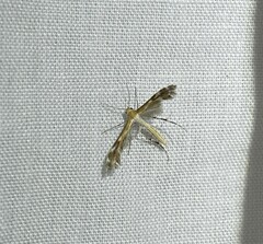 Oxyptilini