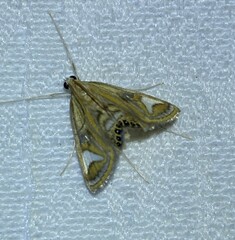 Strepsinoma foveata