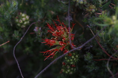 Melaleuca macrostemon