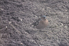 Fringilla coelebs