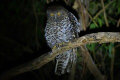 Ninox strenua