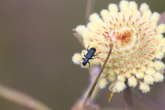 Isopogon