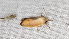 Ptyoptila matutinella