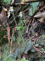 Anoectochilus formosanus