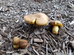 Hemileccinum