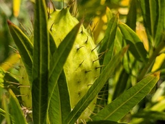 Gomphocarpus physocarpus