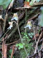 Anoectochilus formosanus