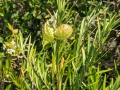 Gomphocarpus physocarpus