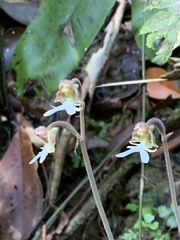 Anoectochilus formosanus