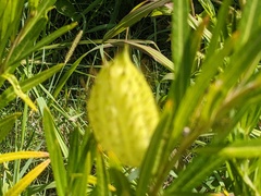 Gomphocarpus physocarpus